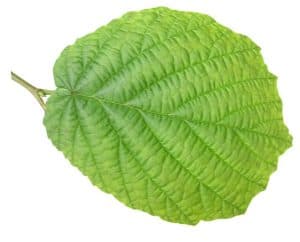 hazel-leaf