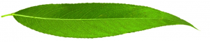 willow-leaf