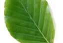 beech-leaf